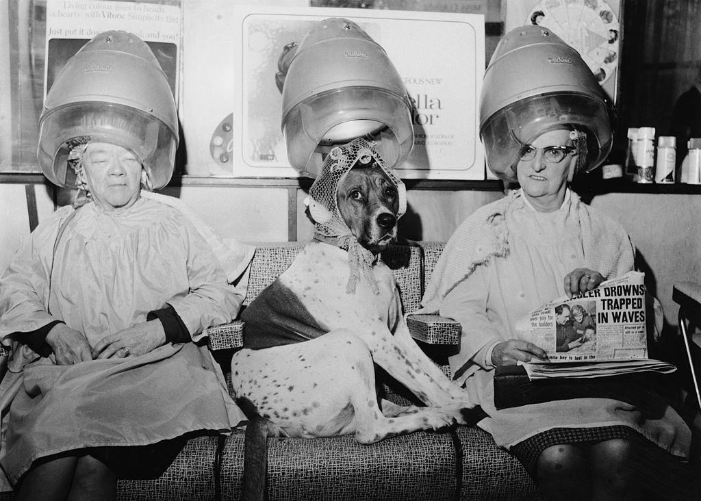 A dog with its fur set in curlers at George Constantinides' hairdressing salon on Hornsey Road, London, December 1968.