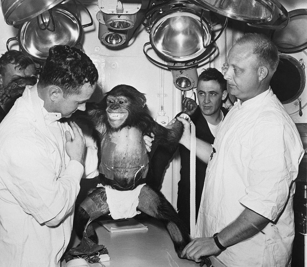 Doctors examine Ham the chimpanzee after his space flight in 1961.
