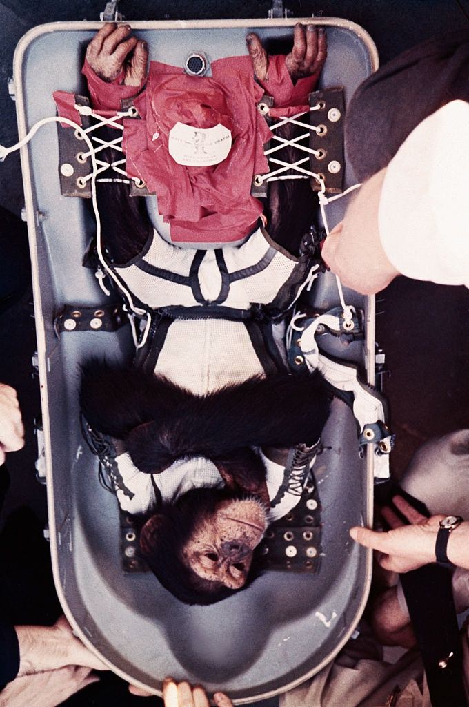 Chimpanzee Being released from Capsule