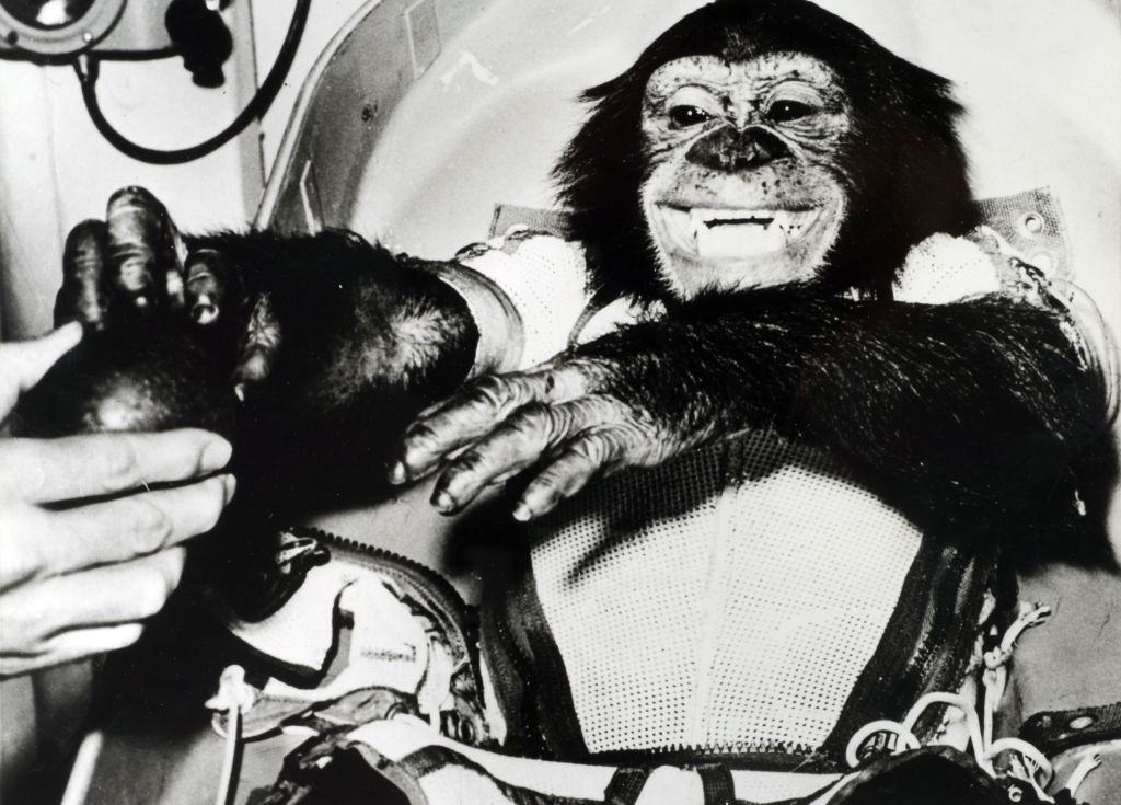 Ham, a Chimpanzee was the first primate to be launched into outer space.