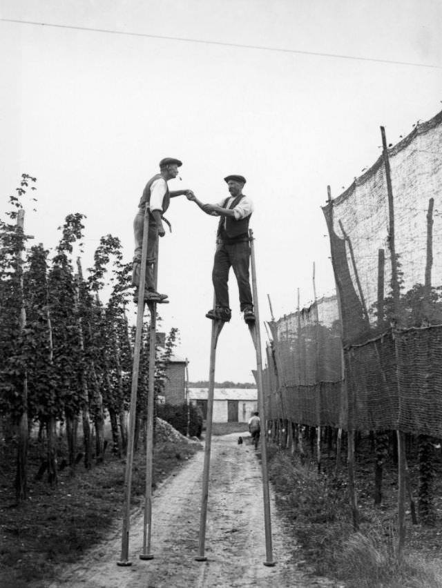 Hop pickers use stilts on a farm at Wateringbury in Kent, 1928.