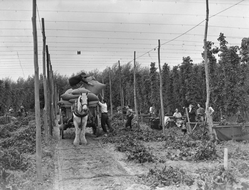 Hoppers at work at Whitbreads Farm at Beltring, Kent, circa 1930.