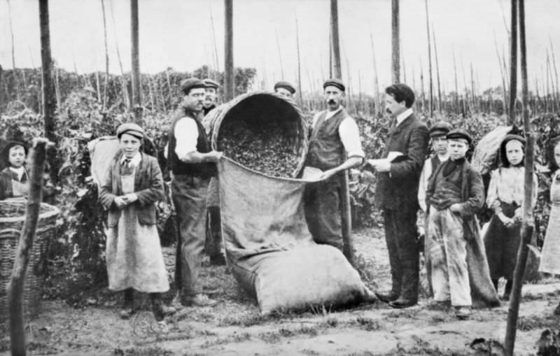Hoppers tally off after picking, 1906.