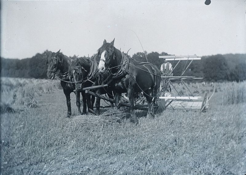 Farming scene - horse drawn reaper harvester