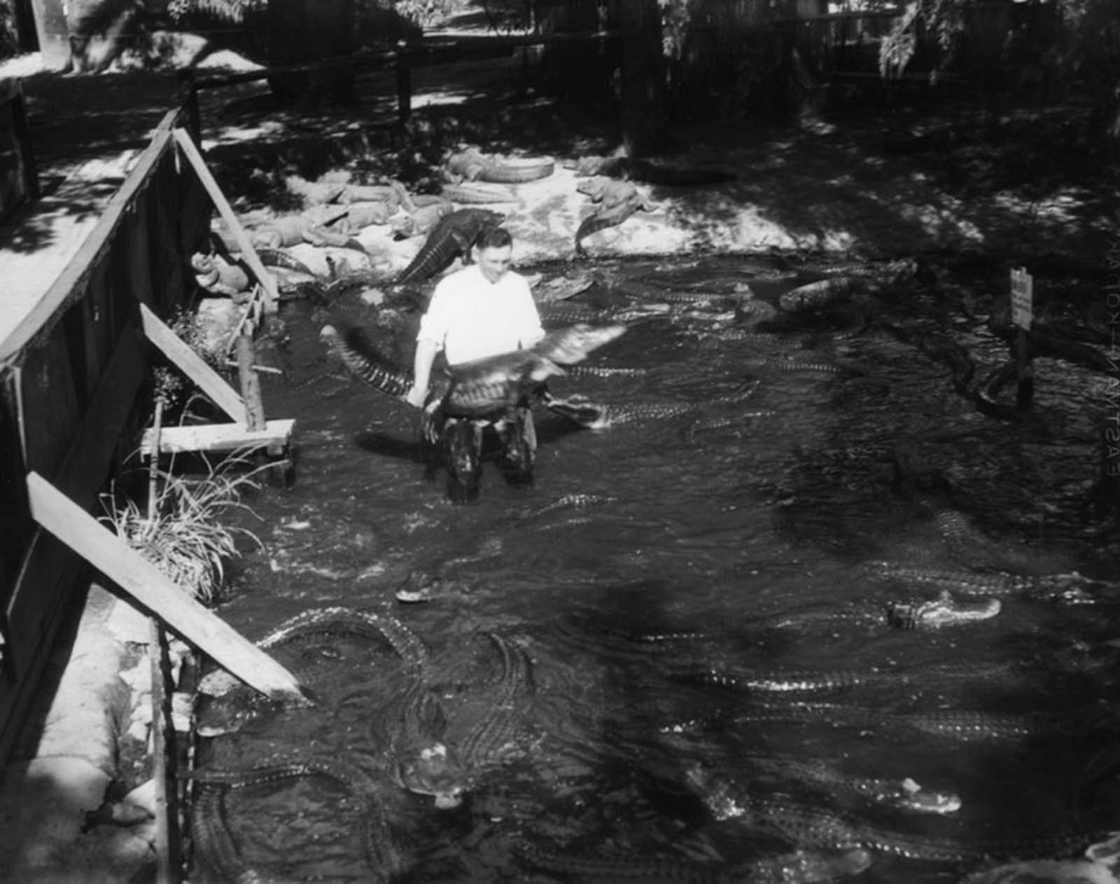 Los Angeles Alligator Farm: The Amusement Park where visitors could Ride and Play with Alligators