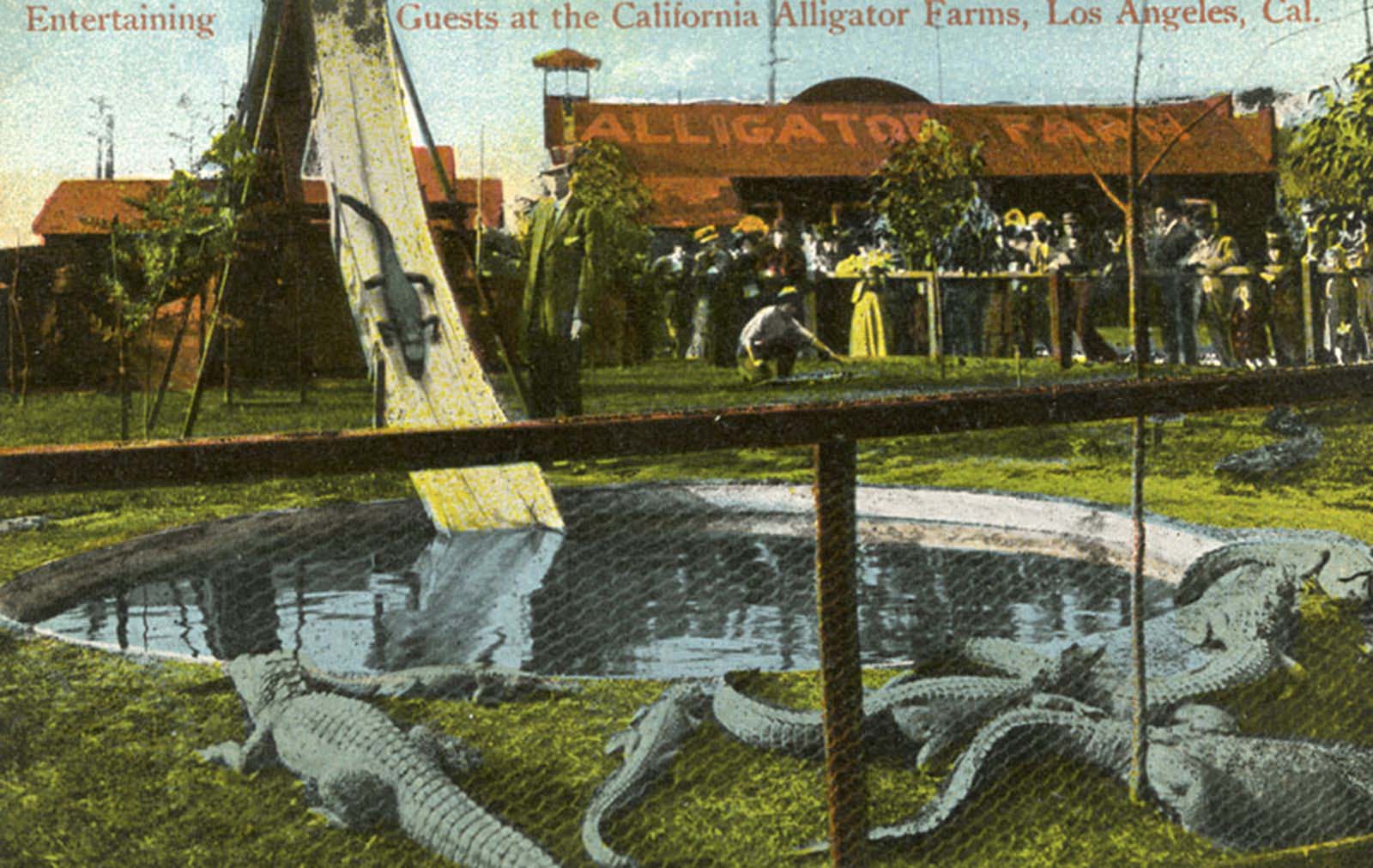 Los Angeles Alligator Farm: The Amusement Park where visitors could Ride and Play with Alligators