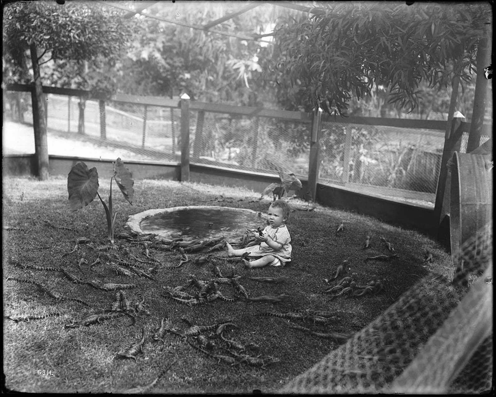 A child plays with baby alligators at the California Alligator Farm.