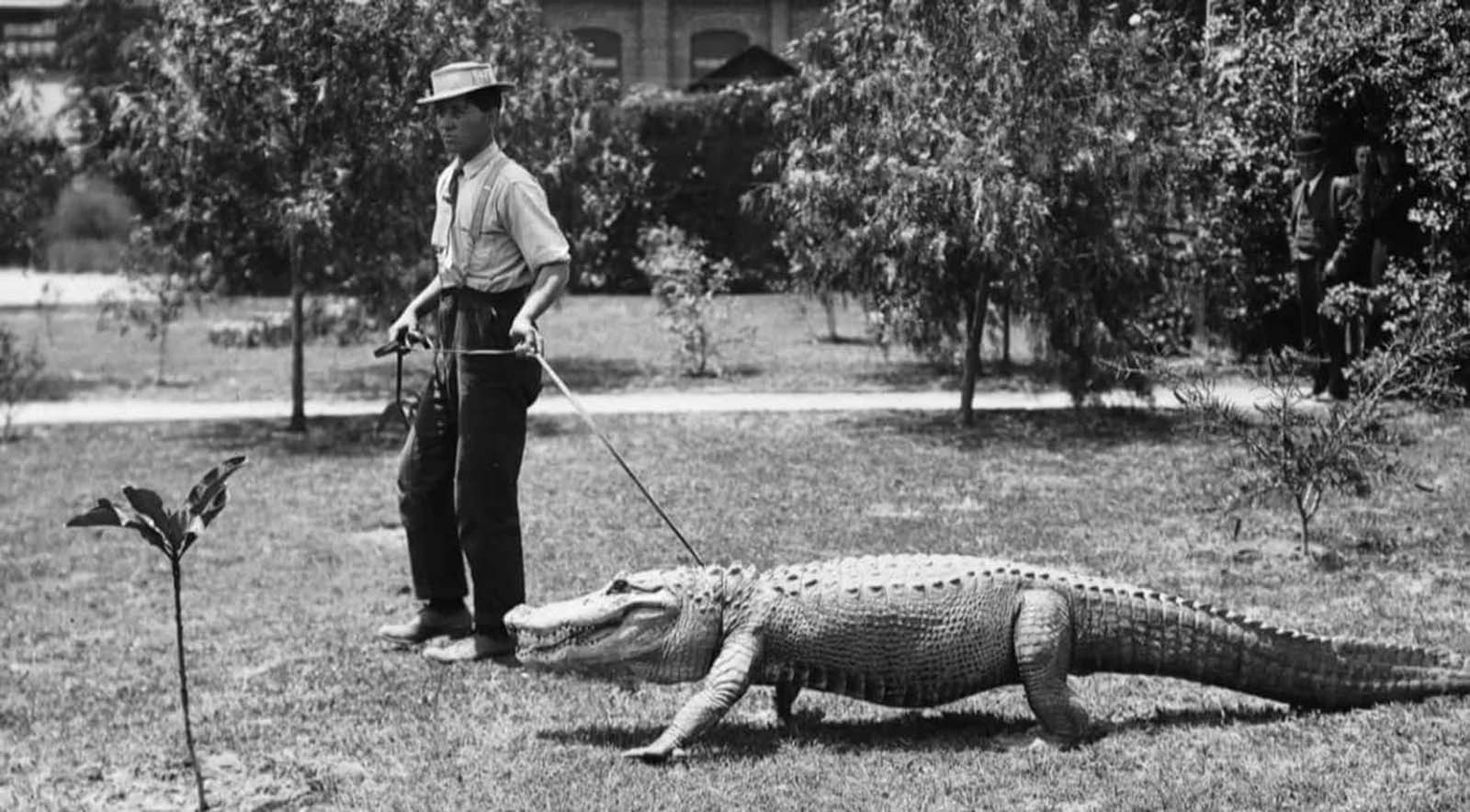 Los Angeles Alligator Farm: The Amusement Park where visitors could Ride and Play with Alligators