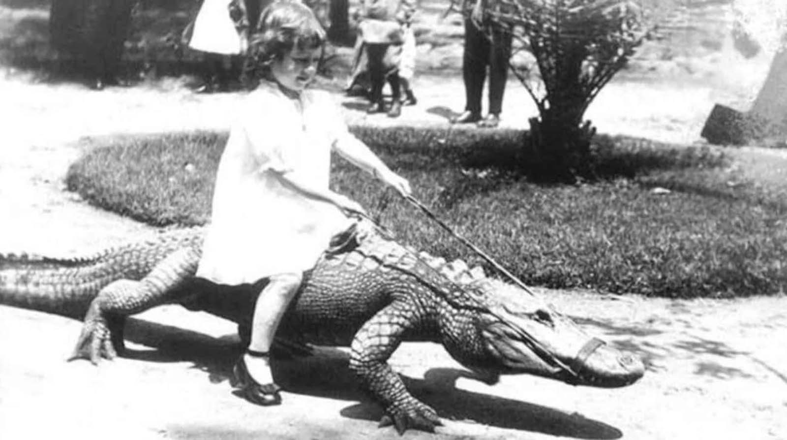 Los Angeles Alligator Farm: The Amusement Park where visitors could Ride and Play with Alligators