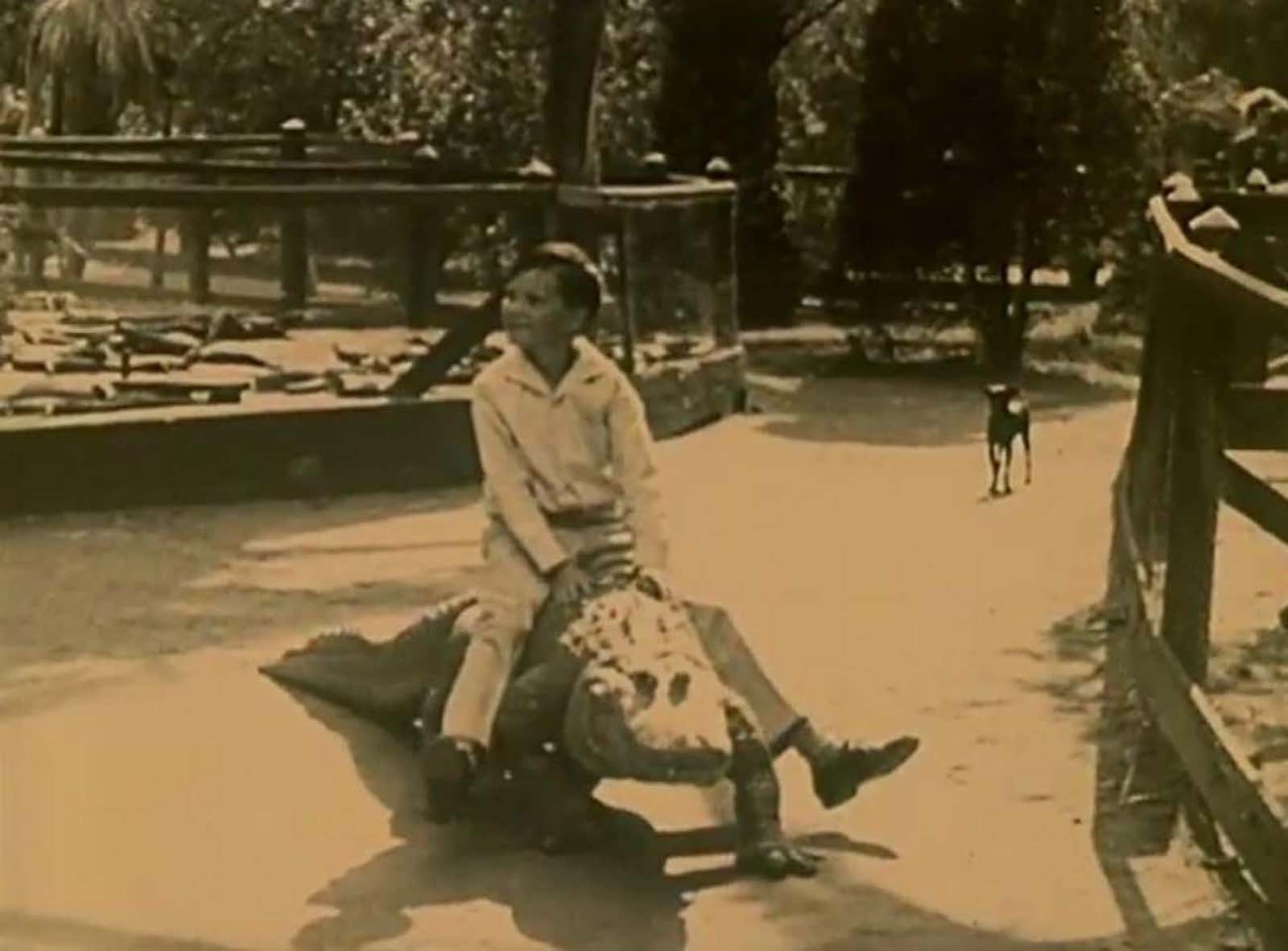 Los Angeles Alligator Farm: The Amusement Park where visitors could Ride and Play with Alligators