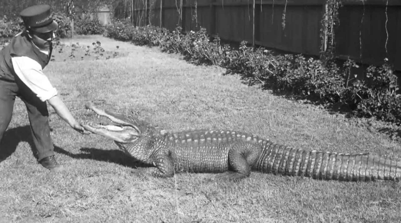 Los Angeles Alligator Farm: The Amusement Park where visitors could Ride and Play with Alligators