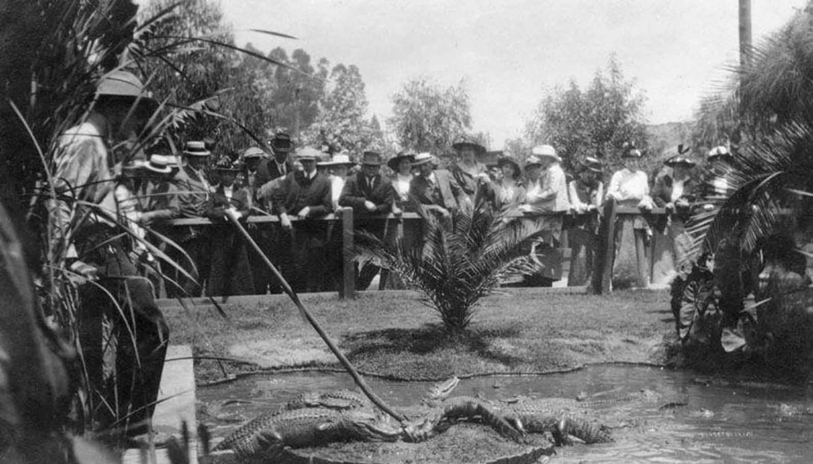 Los Angeles Alligator Farm: The Amusement Park where visitors could Ride and Play with Alligators