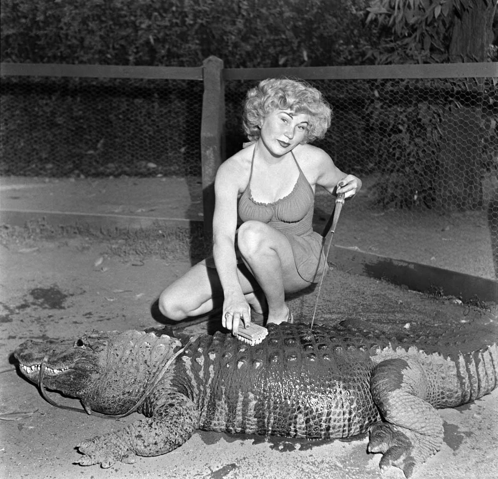 Los Angeles Alligator Farm: The Amusement Park where visitors could Ride and Play with Alligators