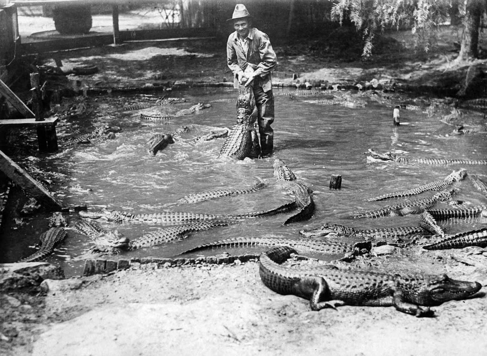 Los Angeles Alligator Farm: The Amusement Park where visitors could Ride and Play with Alligators