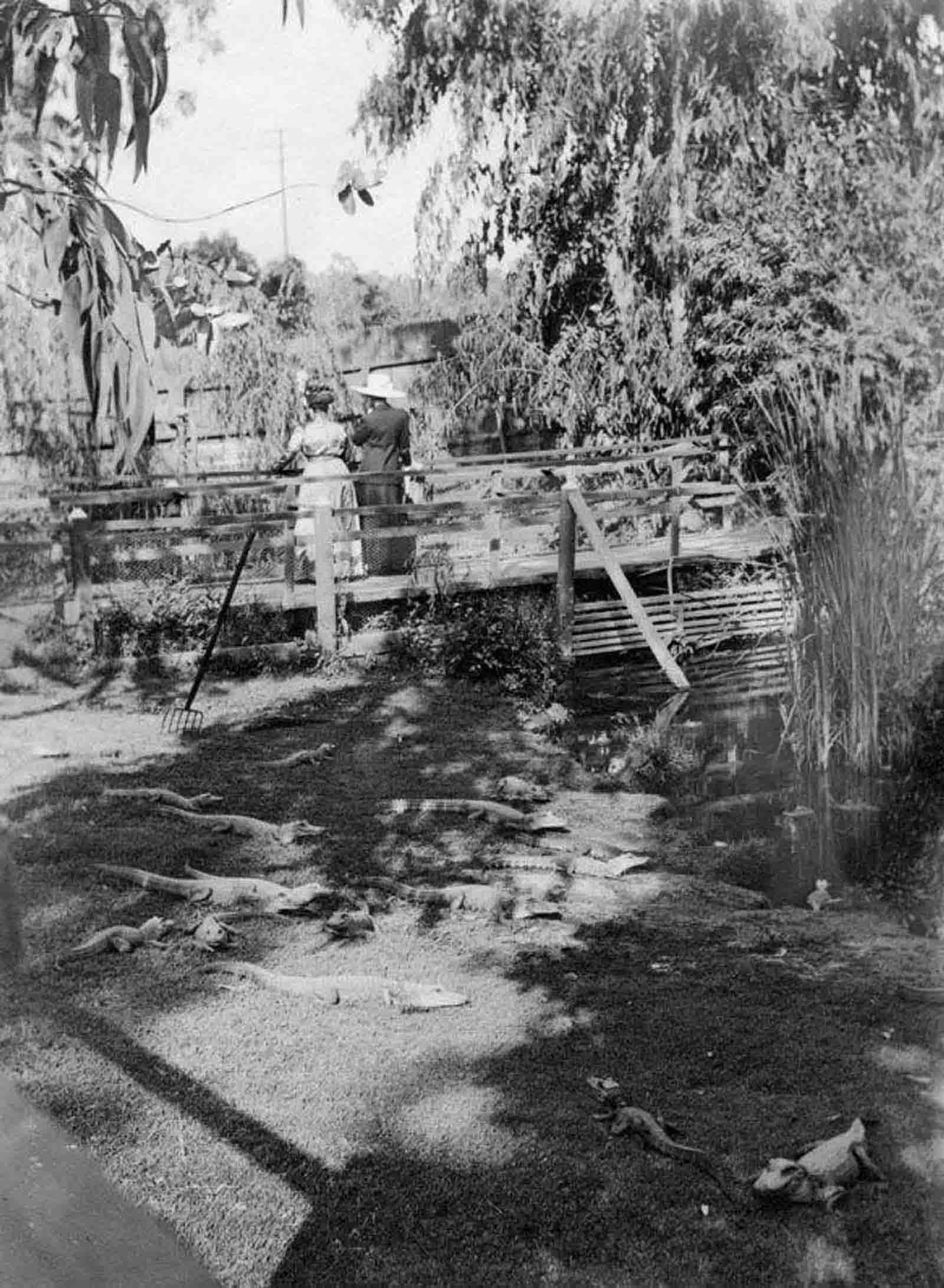 Los Angeles Alligator Farm: The Amusement Park where visitors could Ride and Play with Alligators