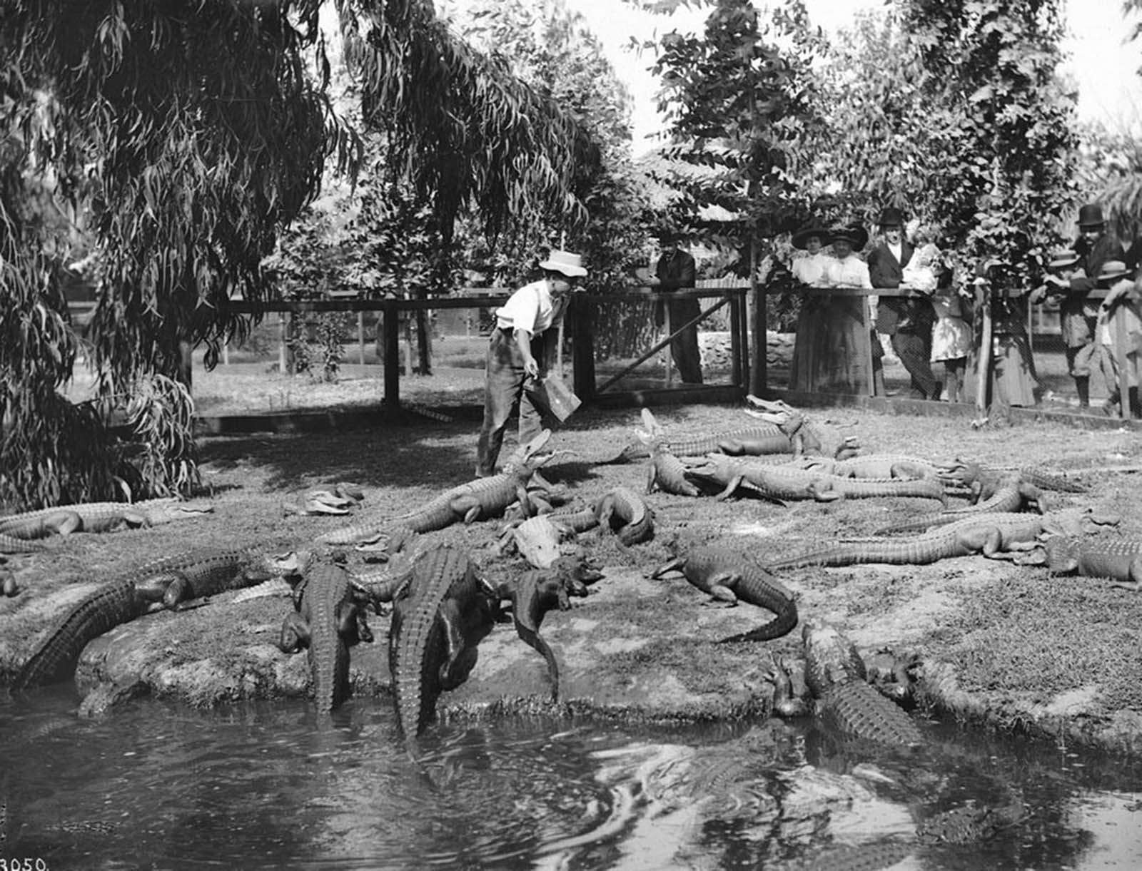 Visitors look on as a trainer tends the alligators.