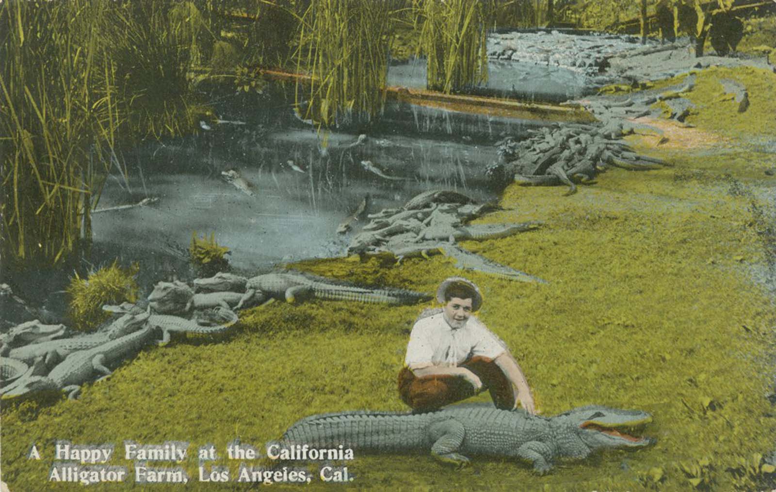 Promotional postcard, 1907.