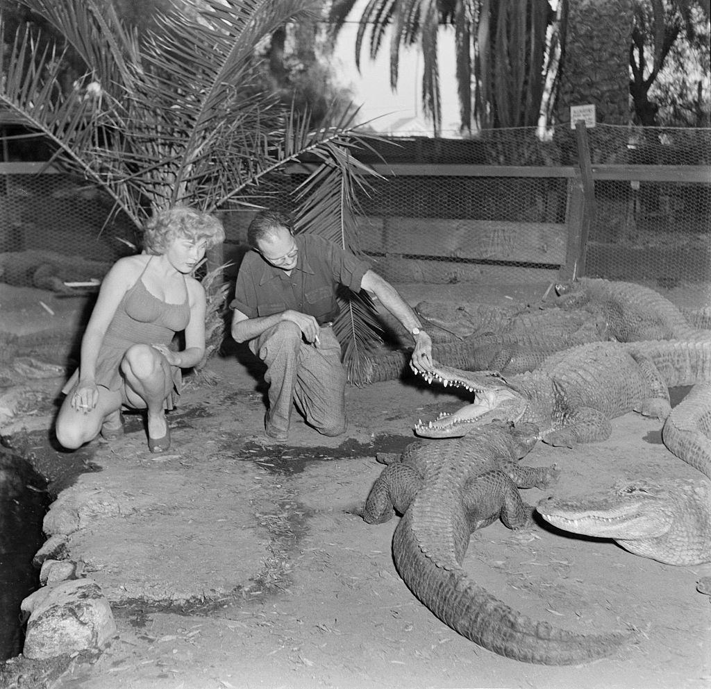 A model with an alligator wrangler gets close to alligators at the Los Angeles Alligator Farm at 3627 Mission Road in the Lincoln Heights area of Los Angeles.