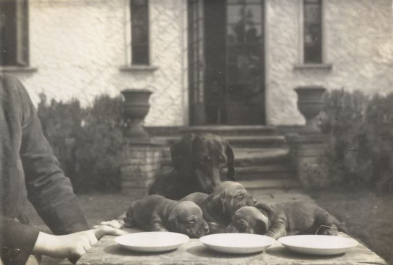 Beautiful Photos of People Posing with their Adorable Dachshunds from the early 1900s