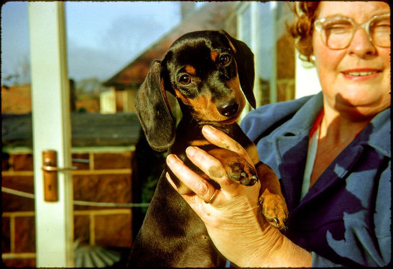 Beautiful Photos of People Posing with their Adorable Dachshunds from the early 1900s