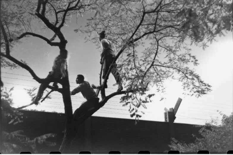 Schenely Park at night, 1950