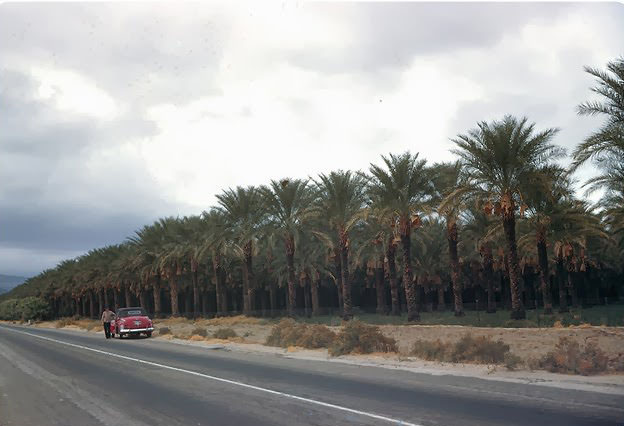 Date Grove between Los Angeles & Las Vegas, 1950s