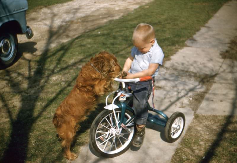 Boy on tricycle with hamster and spaniel, 1950s