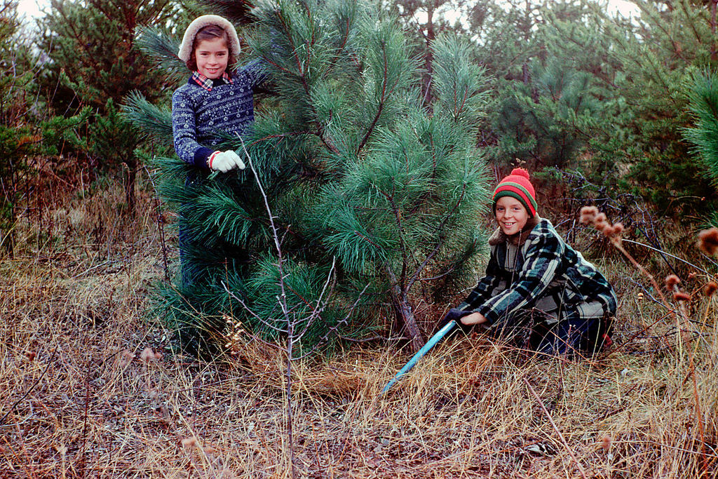 Cutting down Christmas tree, 1954