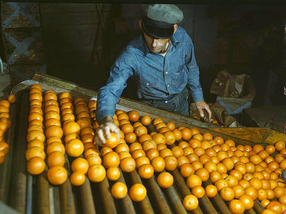Co-op orange packing plant, Redlands, Calif. Workman is doing the preliminary sorting, picking out the discards, 1950s