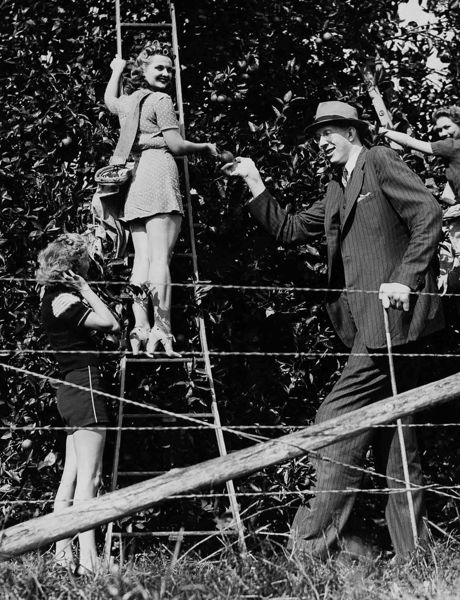 Wadlow visits an orange grove in Miami, Florida, 1940.