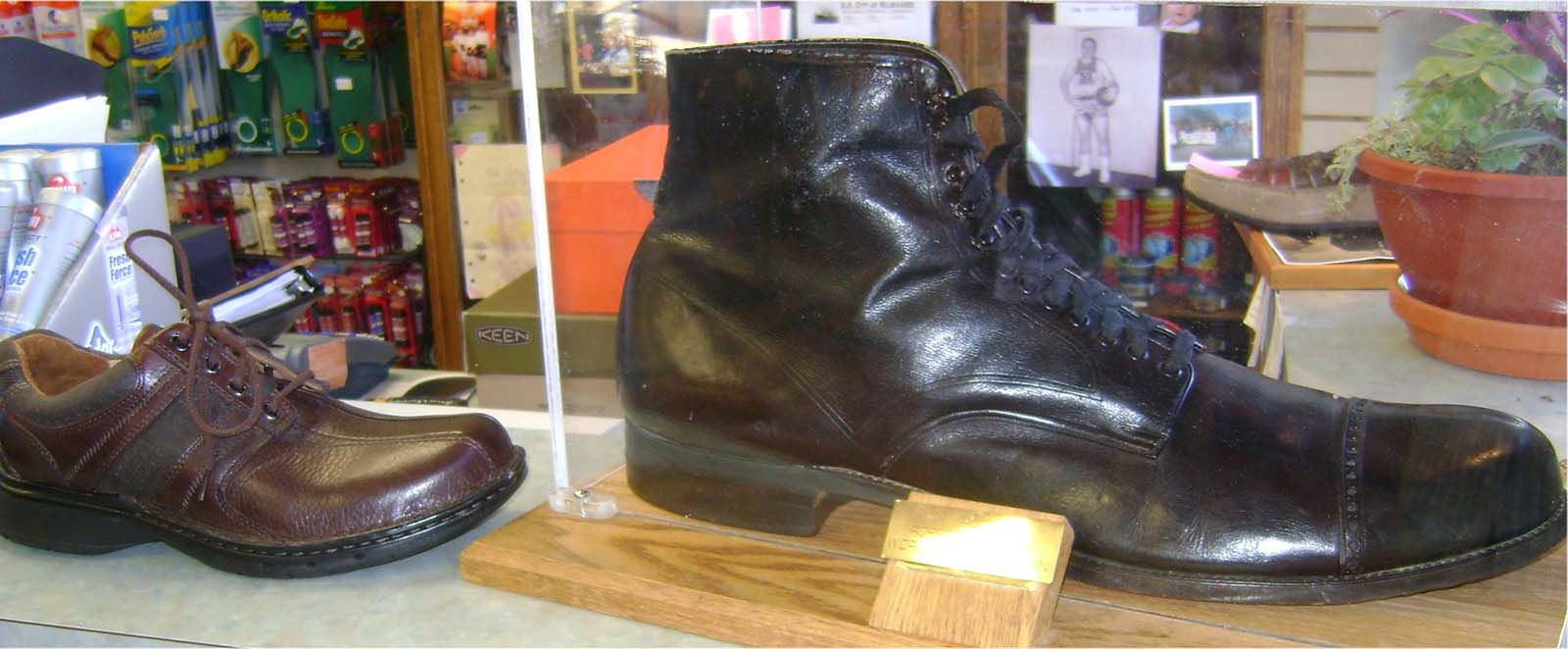 Wadlow’s shoe (US size 37 AA; UK size 36 or approximately European size 75) compared to a US size 12.