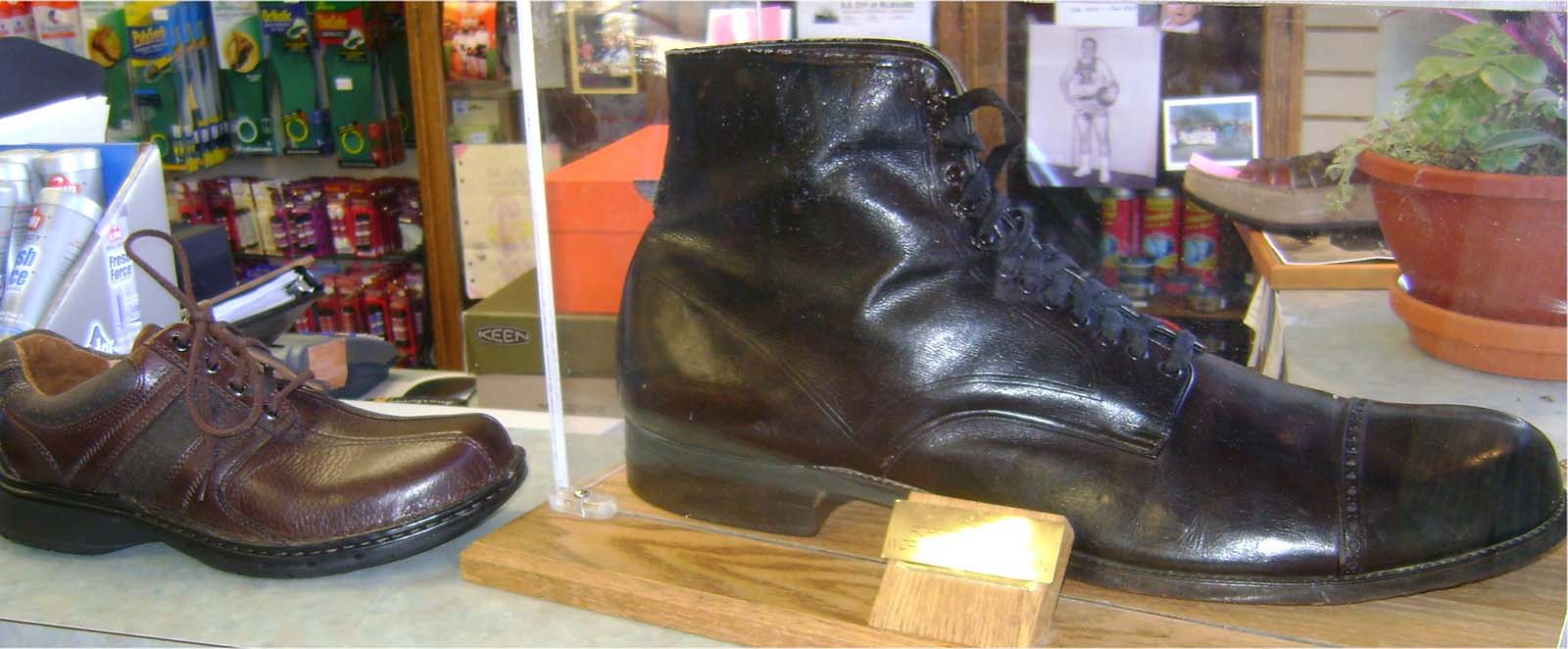 Wadlow’s shoe (US size 37 AA; UK size 36 or approximately European size 75) compared to a US size 12.