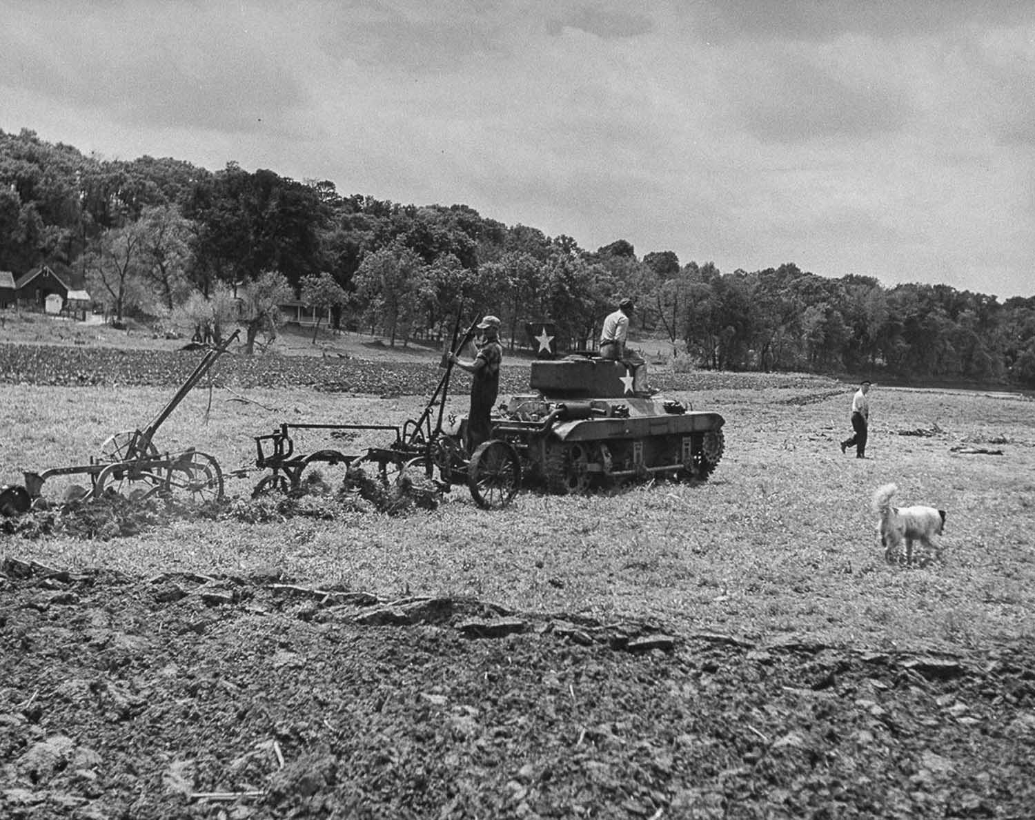 An American-made tank finds a new life pulling a plow on a farm.