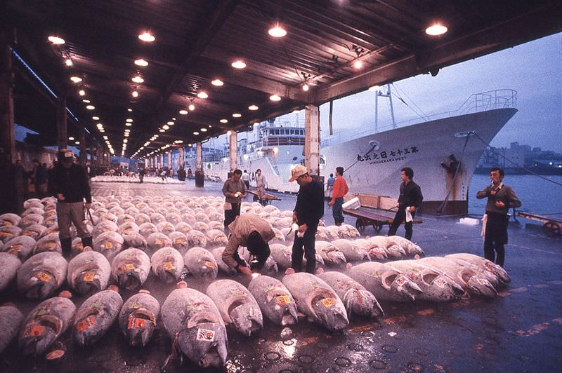 Choice of tuna at Tsukiji, circa 1982