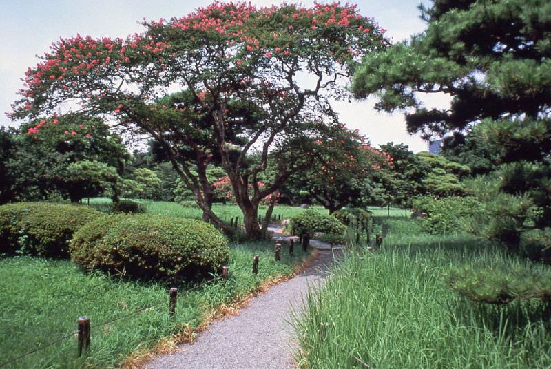 Hama Rikyu Garden, 1981