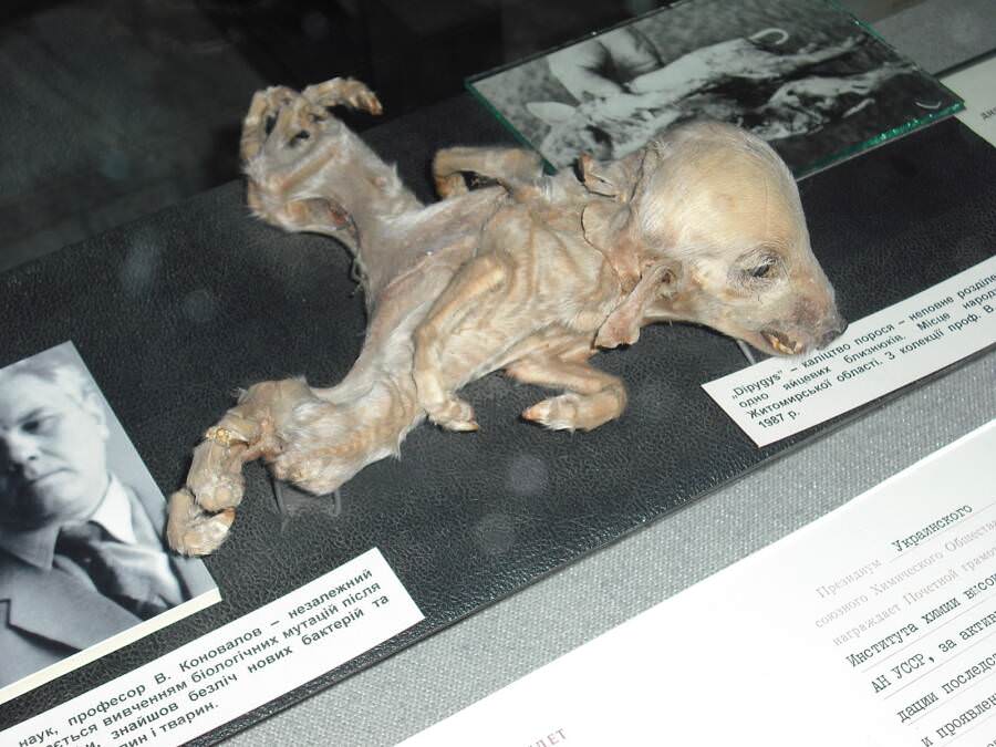 The Creepy Photo Of The Mutated Piglet From Chernobyl