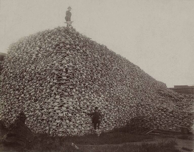 The Slaughter Of The American Buffalo