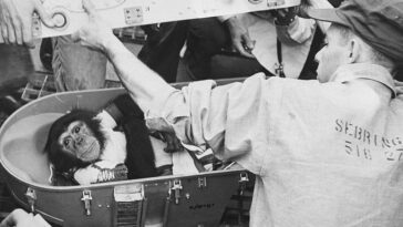 Life story and Photos of Ham, the First Chimpanzee who traveled in Space