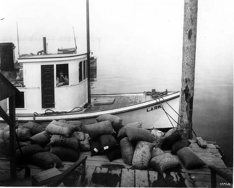 Delivering oysters, showing fishing boat LARK at the dock, 1910