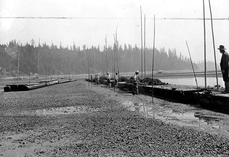 Hand leveling oyster beds, Olympia, 1929