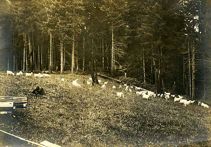 sheep in a field, Olympia, 1890s