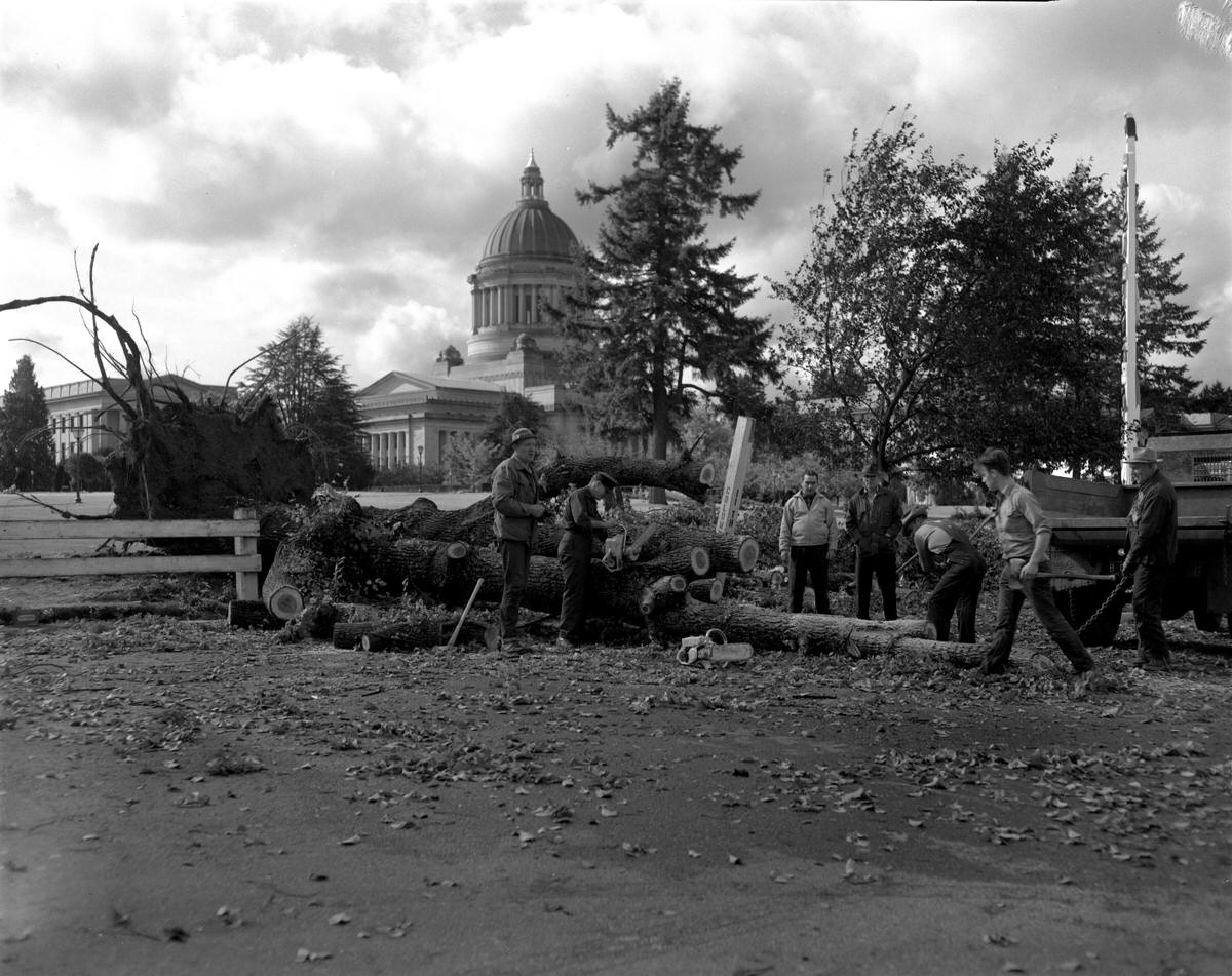 Fallen trees on Capitol grounds, 1962