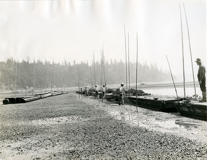 Harvesting Oysters, Olympia, 1925