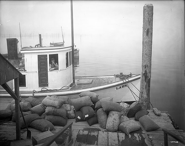 Launch [Lark] Delivering Oysters at the J.J. Brenner Plant-Olympia, 1910