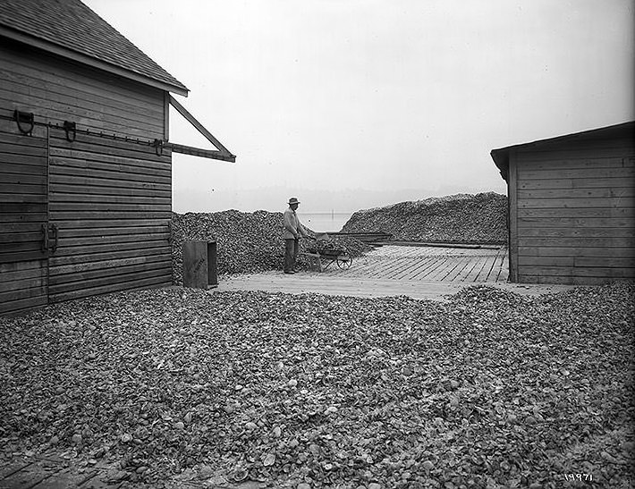 Drying oyster shells before grinding for chicken feed, 1910