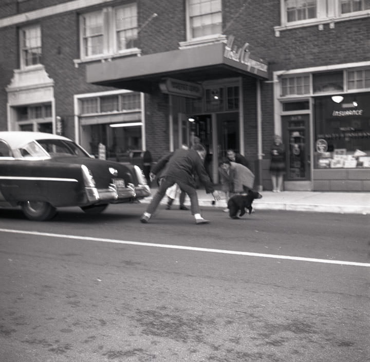 Bear cubs escape, May 24, 1962