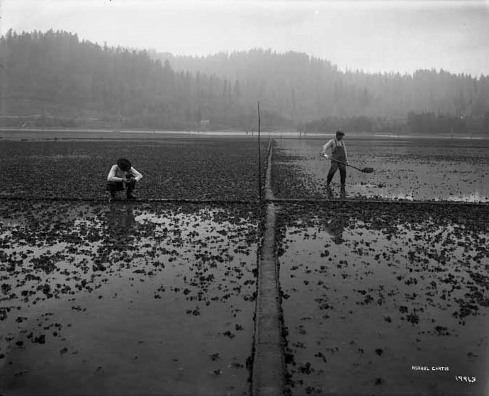 Brenner Oyster Company, Olympia 1910