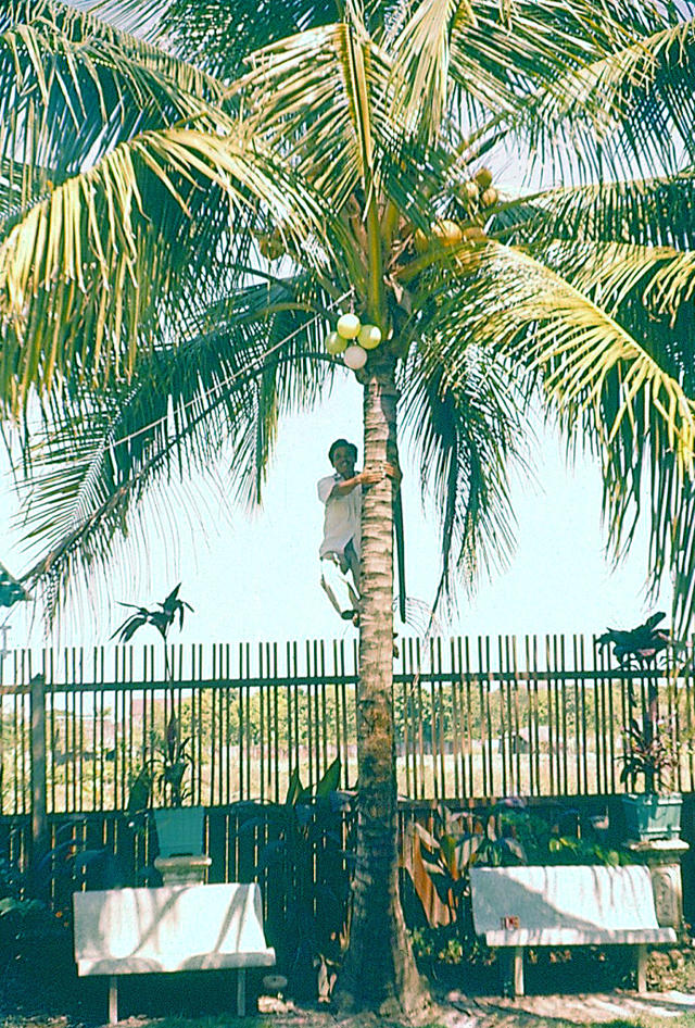 What Bangkok, Thailand looked like in the 1950s Through These Fascinating Vintage Photos