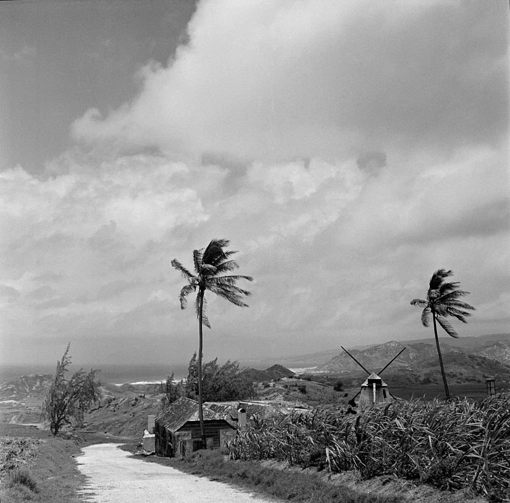 A landscape view of house and windmill in Bridgetown, 1946