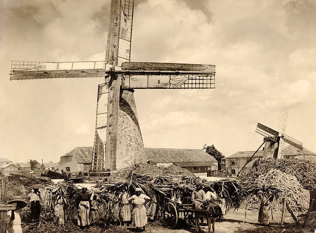 A sugar cane plantation with field workers and a windmill which grinds the cane in Barbados, British West Indies, 1910